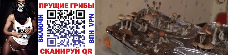 магазин продажи наркотиков  Богучар  гидра зеркало  Псилоцибиновые грибы MAGIC MUSHROOMS 